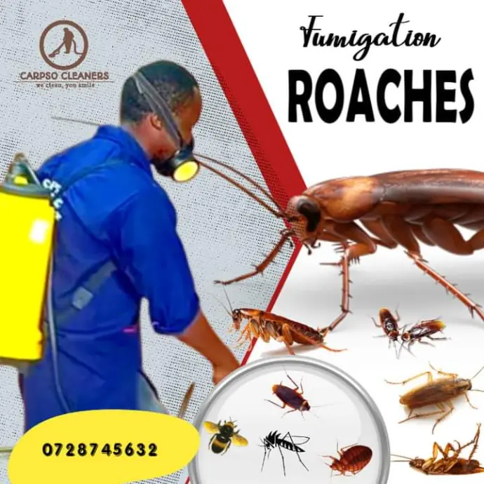 Fumigating roaches and bugs